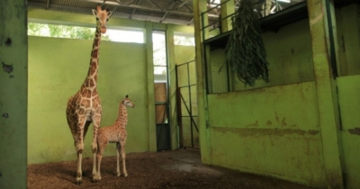 Bali zoo newborn baby giraffe named  &#039;Corona&#039;