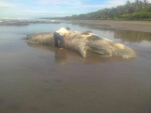 Dead whale discovered on pengeragoan beach / Jembrana.