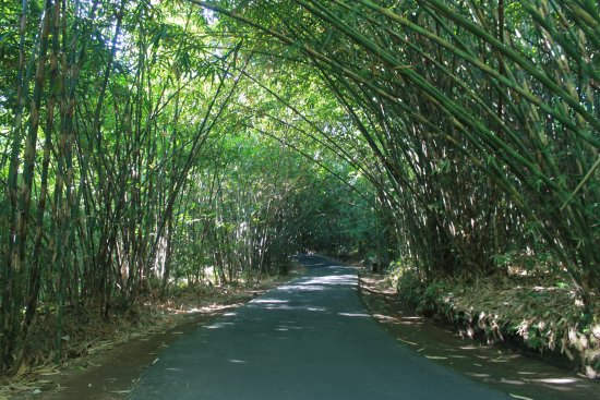 panglipuran-bamboo-forest.jpg
