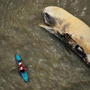 14-metre bryde&#039;s whale stranded &amp; buried on Seminyak Beach