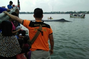 17 meter long  whale stranded at Situbondo  [ East Java ]  successfully rescued by Balinese divers