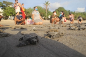 255 baby turtles released on Kuta Beach
