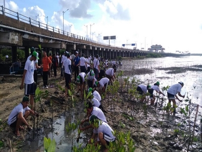 10.000 Mangrove seeds have been planted on 7 th  anniversary of the Bali Toll Road at Ngurah Rai Forest Park