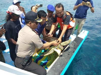 Four smuggled turtles into Bali have been finally released by the Kura-Kura Nusa Penida Foundation