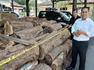 Truck driver arrested in Jembrana for transporting illegally logged wood from the West Bali National Park  to deliver in Banyuwangi  , Java
